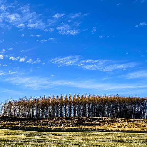 MUSE Photography Awards Silver Winner - Icelandic Forest by Ashleigh Beckmann