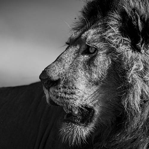 MUSE Photography Awards Silver Winner - Scrutiny by Elizabeth Storms