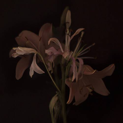MUSE Photography Awards Gold Winner - Memories by Gloria Pereyra