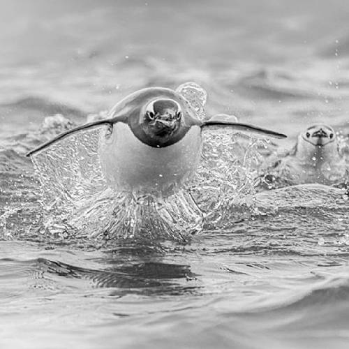 MUSE Photography Awards Gold Winner - Wait for Meeeee!  by Vicki Santello