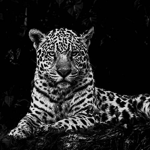MUSE Photography Awards Silver Winner - Majesty of the Pantanal by Felipe Cuoco