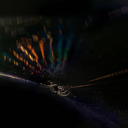 Little spider - Photography Winner