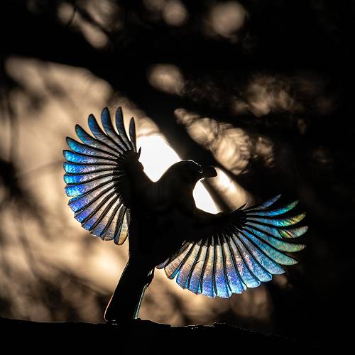 Blue fairy - MUSE Photography Awards Category Winners of the Year Winner