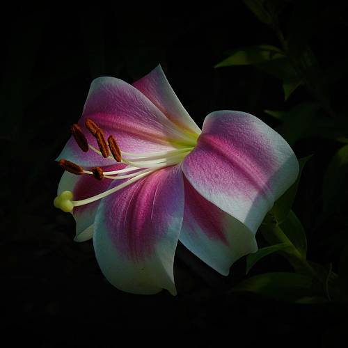 Lilly