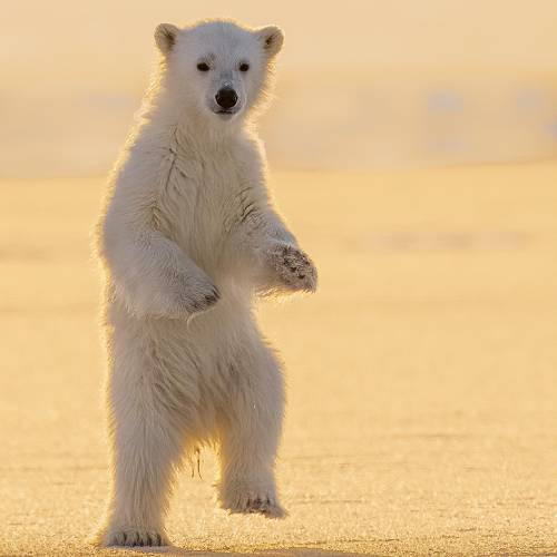 MUSE Photography Awards Gold Winner - Child Clown of the Arctic by Turgay Uzer