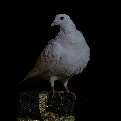 MUSE Photography Awards Silver Winner - Christmas 2024 by Tailai OBrien