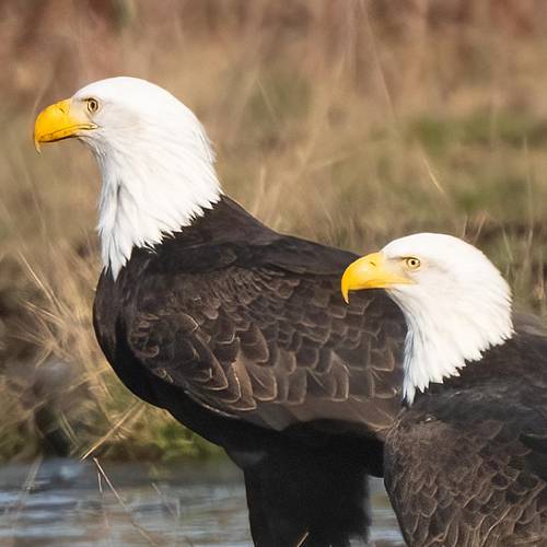 Interested Pair of Eagles