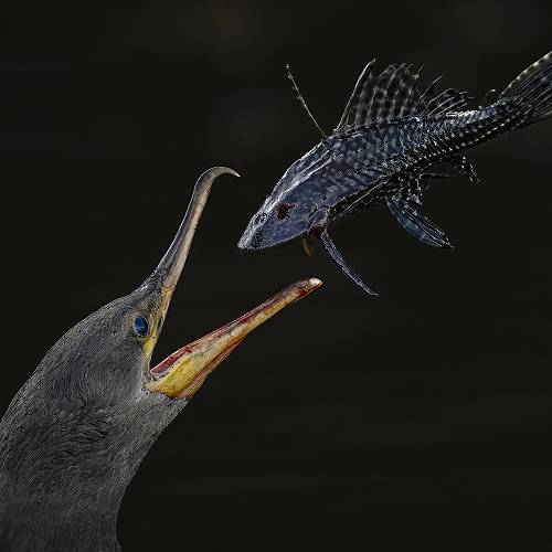 The Correct Angle- at Last! - Photography Winner
