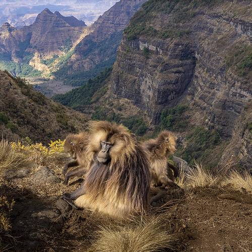 MUSE Photography Awards Gold Winner - Geladas on the  by Turgay Uzer