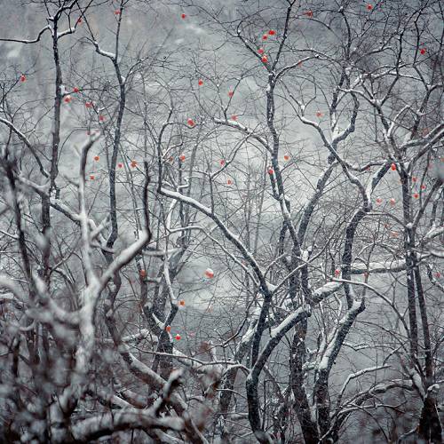 MUSE Photography Awards Silver Winner - Persimmon in Snow by Wang, Yong