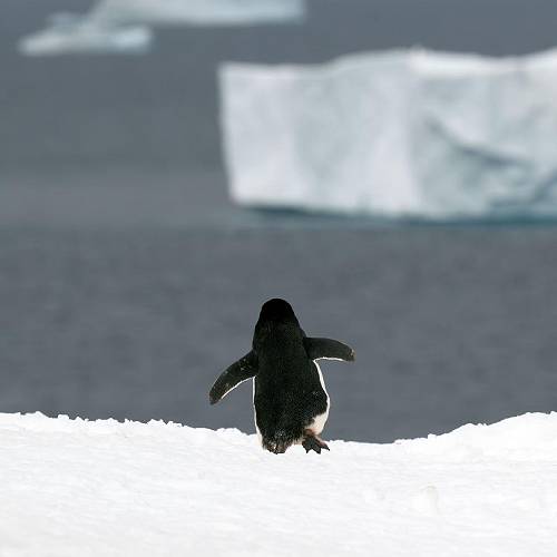 Alone  - Photography Winner