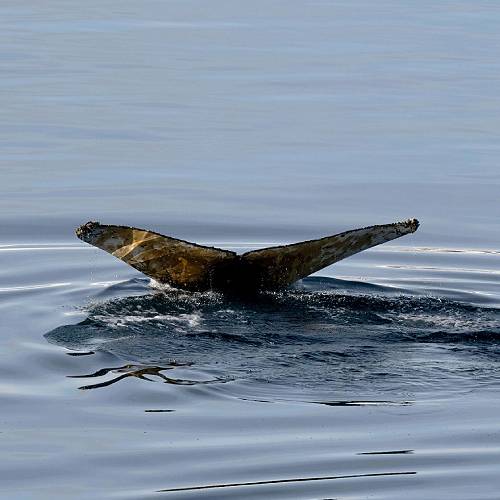 MUSE Photography Awards Silver Winner - The Fluke by Mark Tomalla