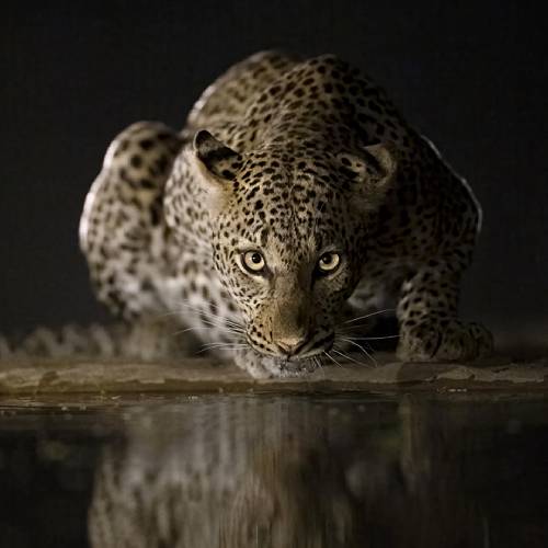 Reflections in the Night 2
