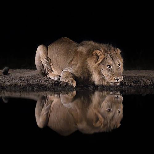 Reflections in the Night 