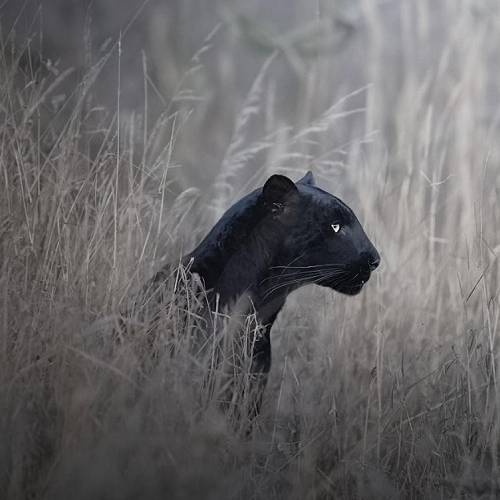 Black and Wild 