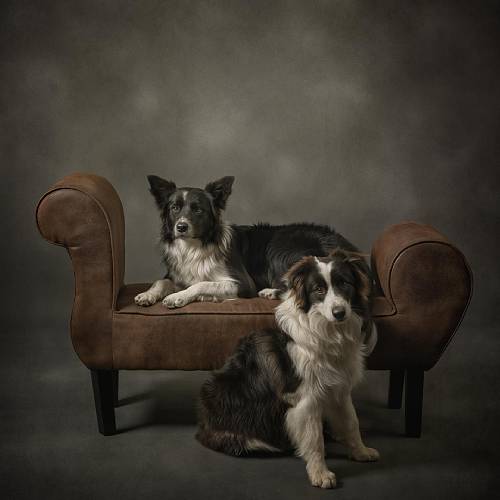 MUSE Photography Awards Gold Winner - 7 Galgos  by Carmen Pascual 