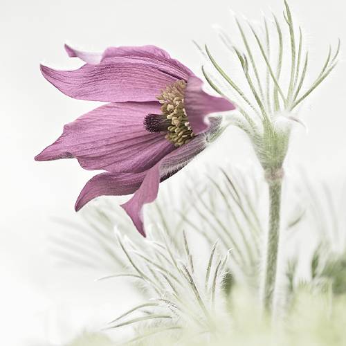 MUSE Photography Awards Silver Winner - The Pasqueflower in Spring by Oliver Lahrem