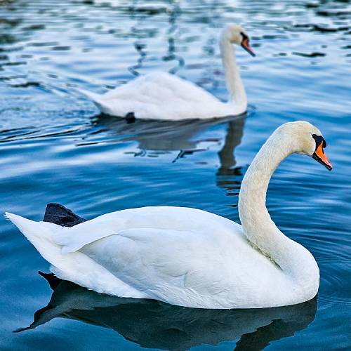 MUSE Photography Awards Silver Winner - Urban Wings: The Residents of Lake Eola Park by Bodhisatta Maiti