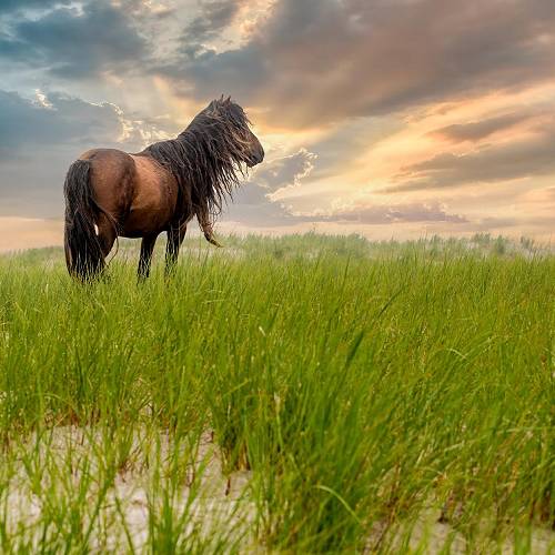 Guardian of the Dunes