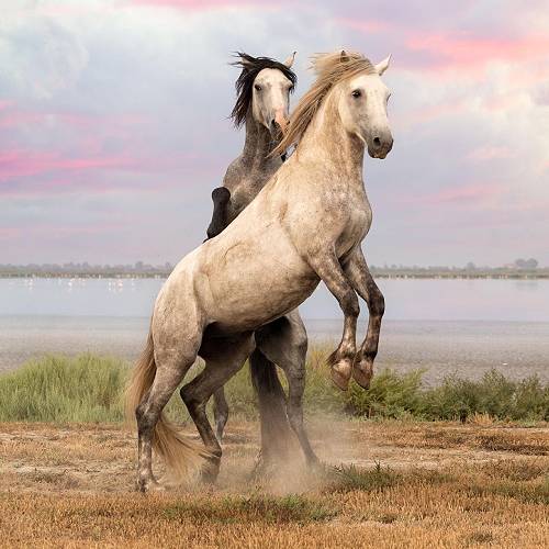 Rise Up: A Dance of Dominance and Grace