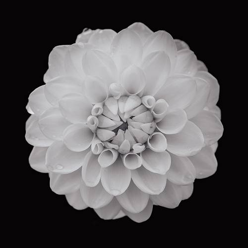 MUSE Photography Awards Silver Winner - Ethereal Bloom by Kim May