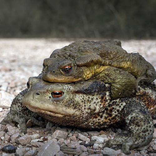 MUSE Photography Awards Silver Winner - It's not the right time (we have visitors) by Stefano Pasquini