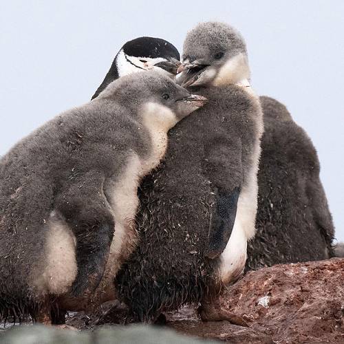 MUSE Photography Awards Gold Winner - Circle of Life  by Mark Tomalla