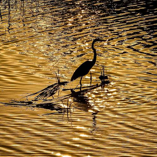 MUSE Photography Awards Gold Winner - The Melody of Silence and Solitude and The Ballet of Light by Bodhisatta Maiti
