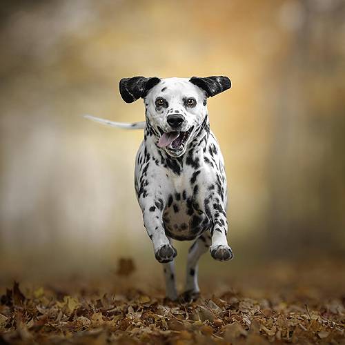 MUSE Photography Awards Gold Winner - Leaf Dash Delight by Tracey McIntosh - Anderson