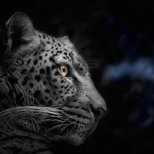 MUSE Photography Awards Gold Winner - Gaze to… by Yushi Kaisyakuji