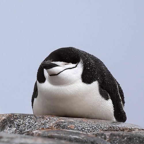 MUSE Photography Awards Gold Winner - The Chinstrap penguin by Mark Tomalla