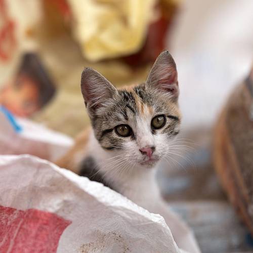 MUSE Photography Awards Silver Winner - Cat and Waste by Mark Tomalla