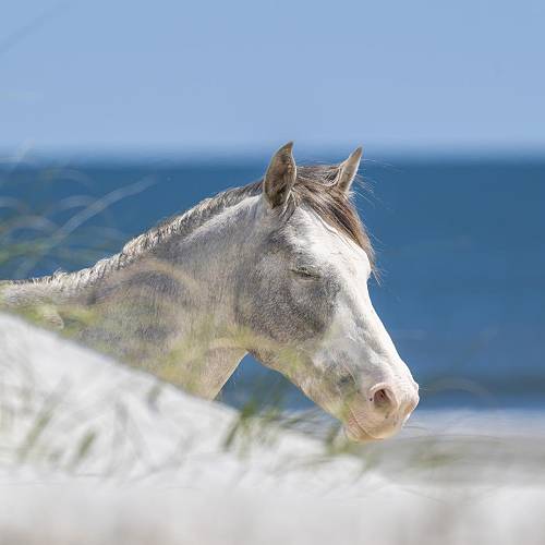 MUSE Photography Awards Silver Winner - Seabreeze by Zach Wharton
