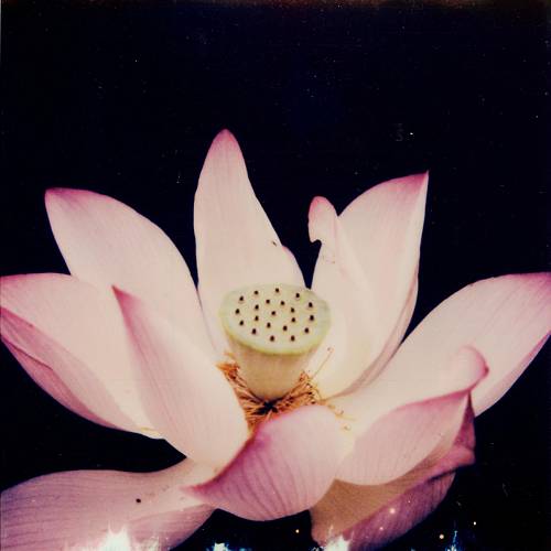 Award-winning photograph Opening by KH Yeh, 2026 MUSE Photography Awards Silver Winner