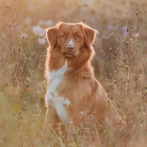 Award-winning photograph Sunset Dream by Lea, 2026 MUSE Photography Awards Gold Winner