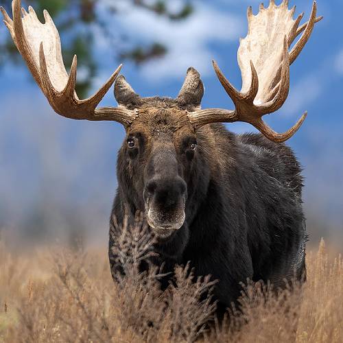 Award-winning photograph A Rising Legend by Kathy Overfield, 2026 MUSE Photography Awards Gold Winner