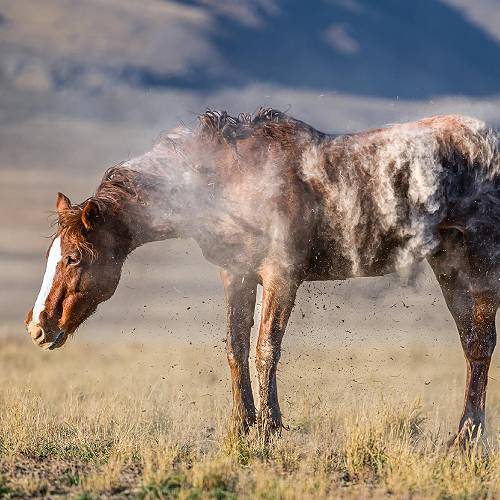 2026 MUSE Photography Winner - Red Spirit Rising by Kathy Overfield