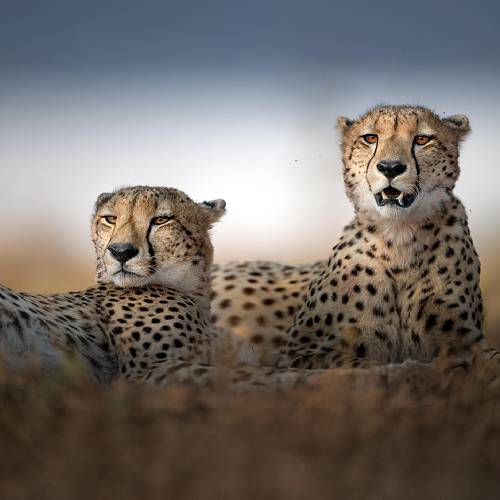 2026 MUSE Photography Winner - Side by side by Marcello Galleano