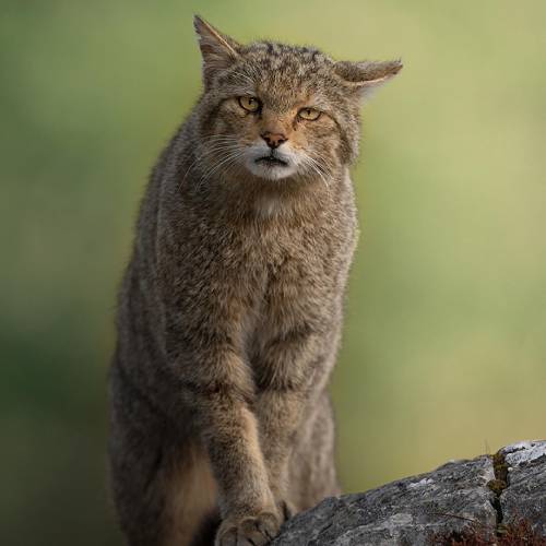 The Cat from the Wild World