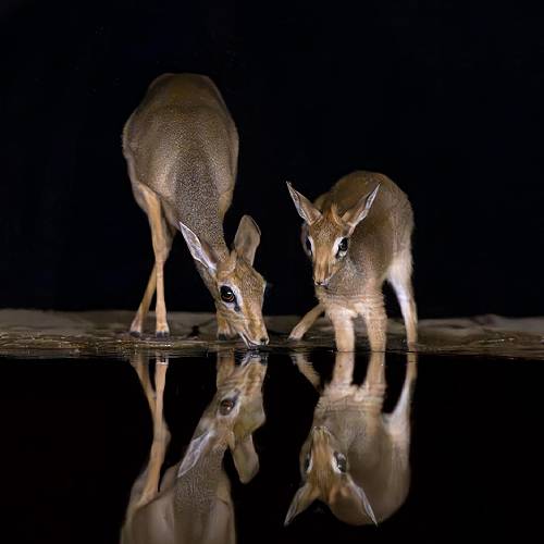 Reflections in the Night