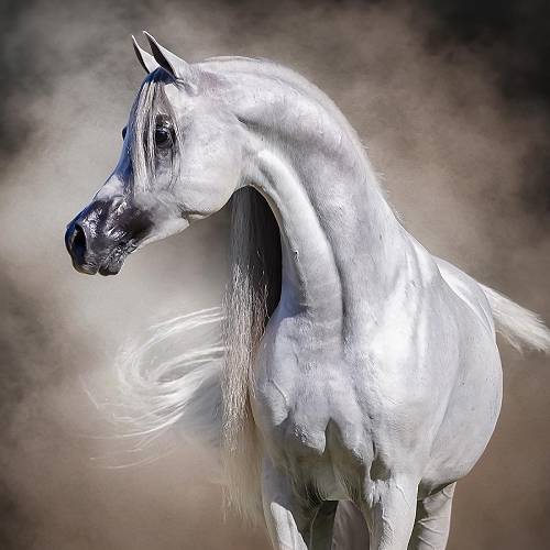 Award-winning photograph Silver Sovereign by Cat McKenna, 2026 MUSE Photography Awards Silver Winner