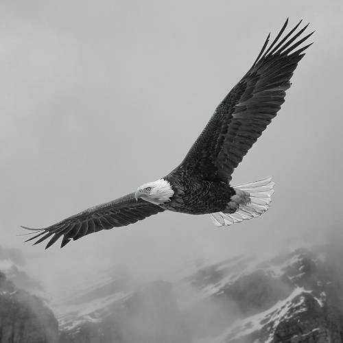 2026 MUSE Photography Winner - Born to Soar by Jason Marino
