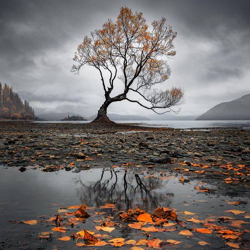 2026 MUSE Photography Winner - Ngahuru Kotahi (the autumn one tree) by Brett Wood