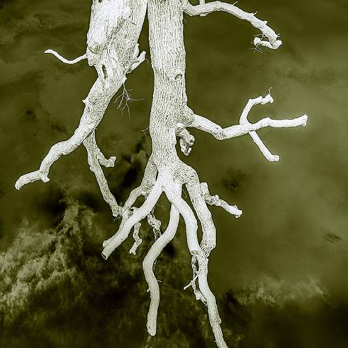 Award-winning photograph Arcus Photinus (Luminous Arc) by Marcel van Beek, 2026 MUSE Photography Awards Silver Winner