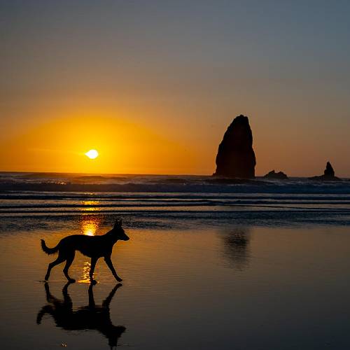 Award-winning photograph Sunset Solitude  by Tracey McIntosh, 2026 MUSE Photography Awards Silver Winner