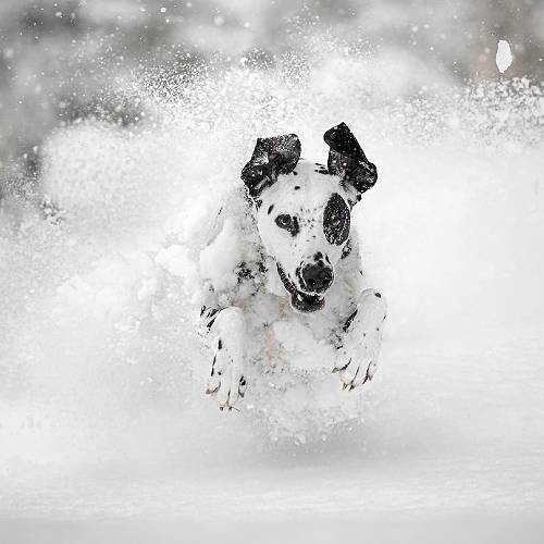 2026 MUSE Photography Winner - Powdered Dreams  by Tracey McIntosh