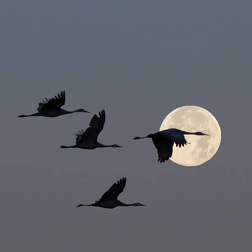 2026 MUSE Photography Winner - Flying by Moonlight by Russell Trozera