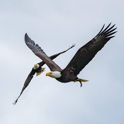 2026 MUSE Photography Winner - Dancing Eagles by Russell Trozera