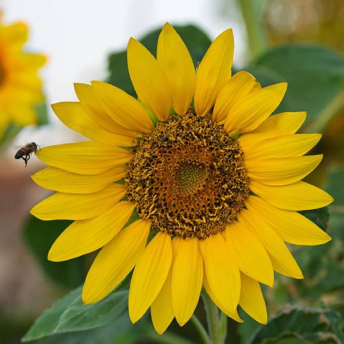 Award-winning photograph Bee My Sunflower by Russell Trozera, 2026 MUSE Photography Awards Silver Winner