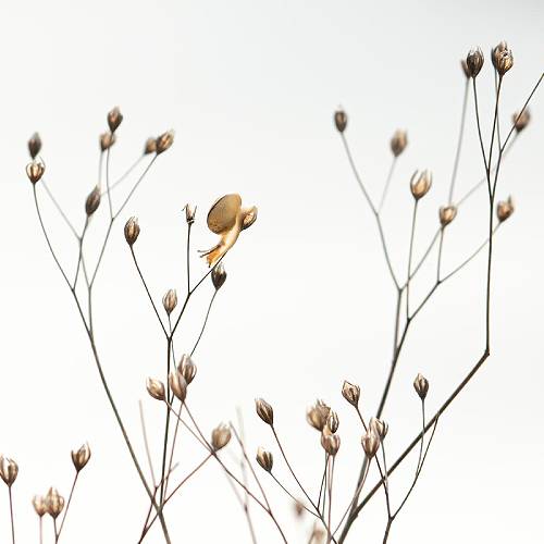 2026 MUSE Photography Winner - In white by Camille Briottet